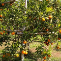 Orange Tree