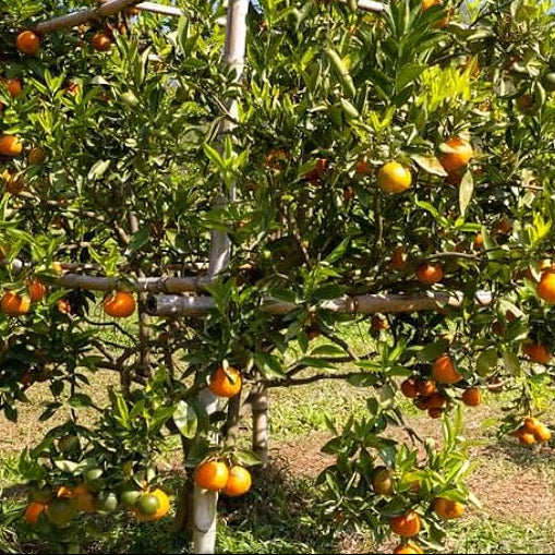 Orange Tree