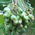 Cashew Tree