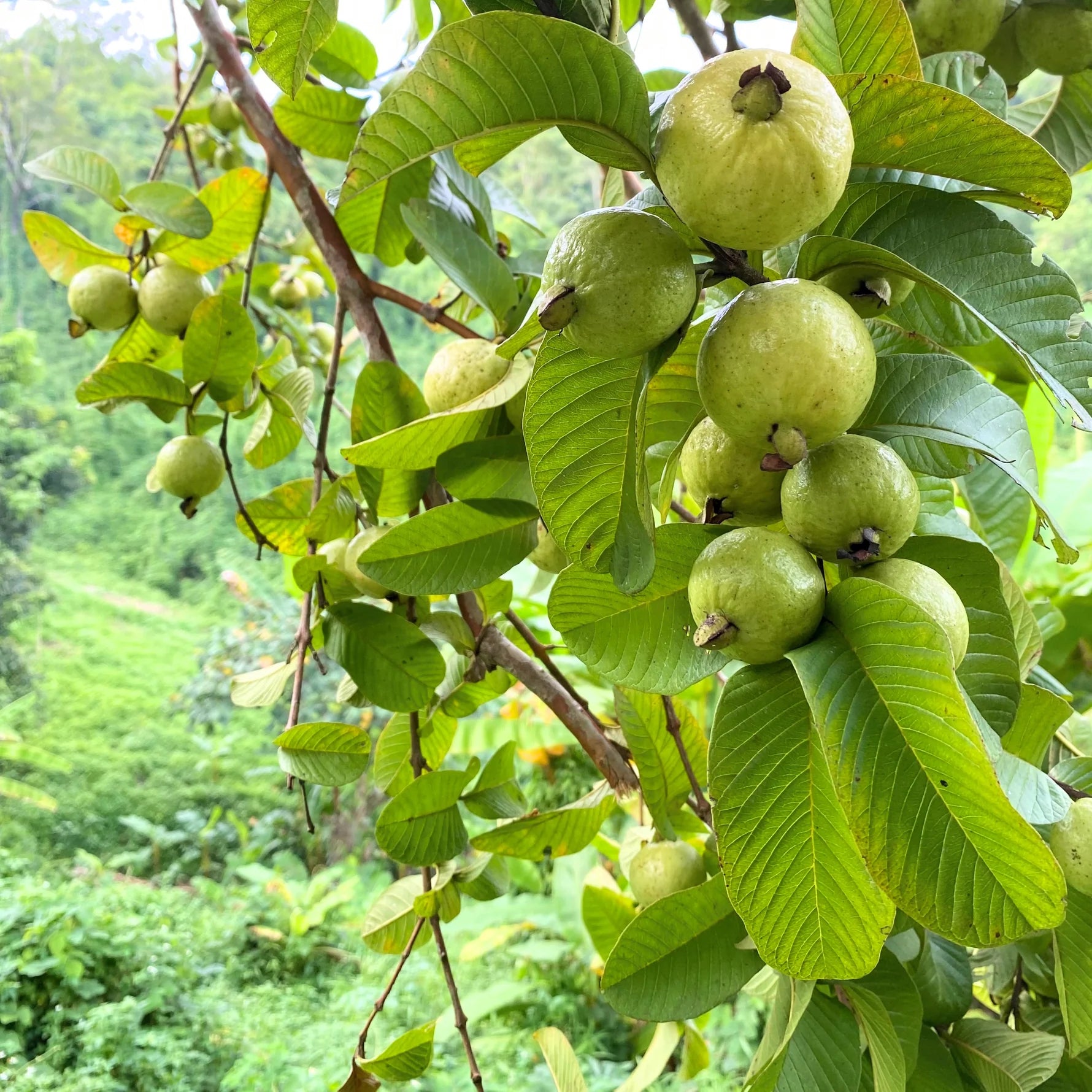Guava Tree