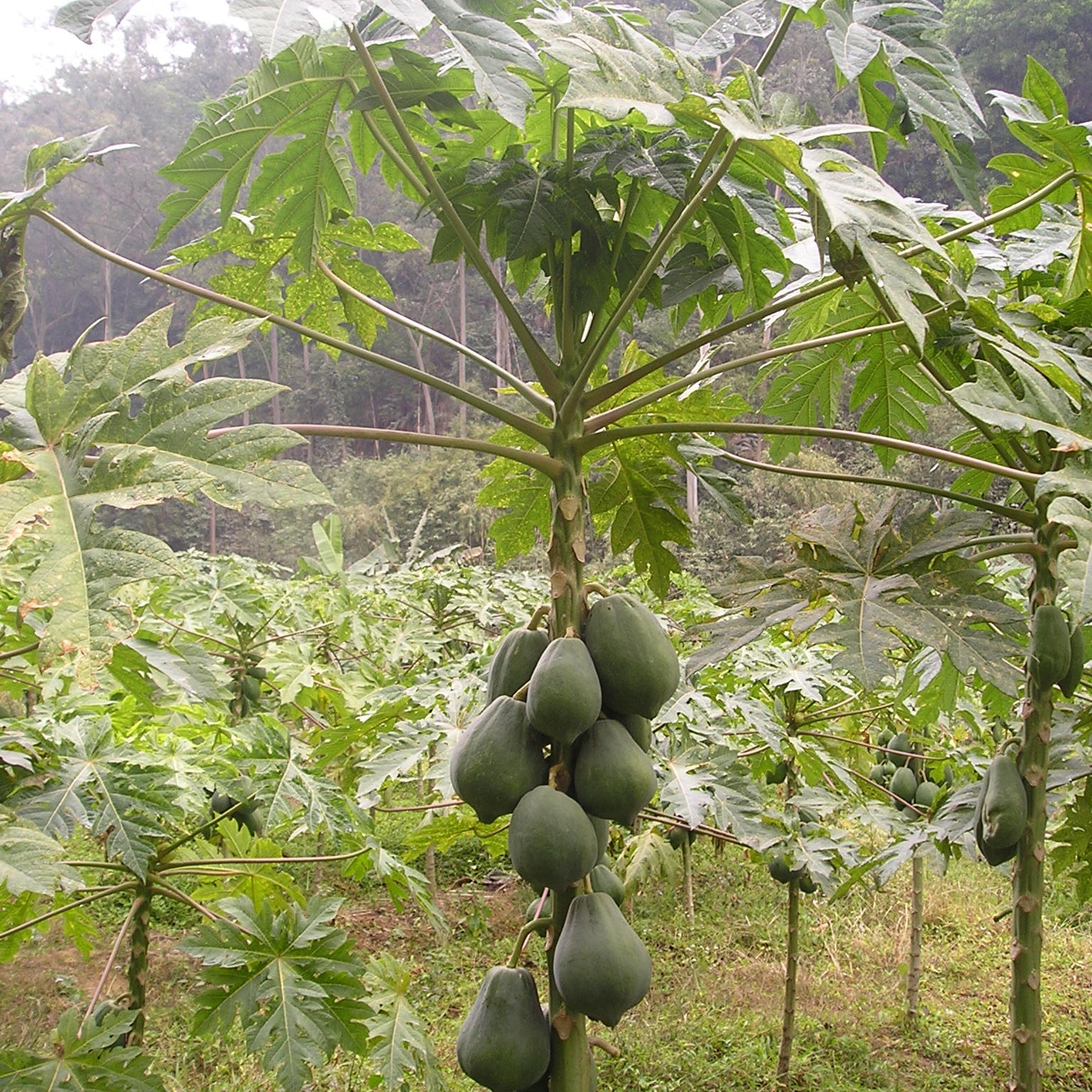 Papaya Tree